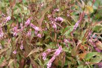 Persicaria amplexicaulis 'Pink Elephant' (7866_0.jpg)