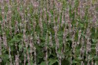 Persicaria amplexicaulis 'Rosea' (7868_0.jpg)