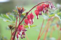 Dicentra spectabilis 'Valentine' (7881_0.jpg)