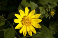 Helianthus decapetalus 'Triomphe de Gand' Helianthus decapetalus 'Triomphe de Gand' (7885_0.jpg)