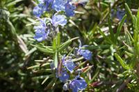 Rosmarinus officinalis 'Blaulippe' (7893_0.jpg)