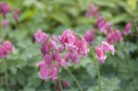 Dicentra 'King of Hearts' Dicentra 'King of Hearts' (7903_0.jpg)
