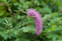 Sanguisorba hakusanensis 'Lilac Squirrel' (7921_0.jpg)