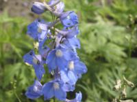 Delphinium 'Berghimmel' (7949_0.jpg)