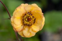 Geum 'Mango Lassi' (7962_0.jpg)