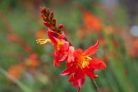 Crocosmia 'Prince of Orange' (7987_0.jpg)