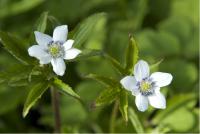 Anemone rivularis (79_0.jpg)