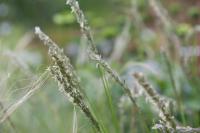 Sesleria autumnalis (8029_0.jpg)