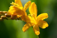 Crocosmia 'Paul's Best Yellow' (8037_0.jpg)