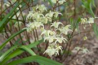 Epimedium grandiflorum 'La Rocaille' (8040_0.jpg)