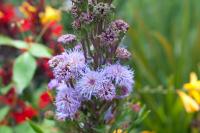 Liatris ligulistylus Liatris ligulistylus (8047_0.jpg)