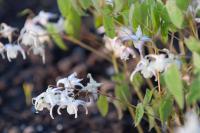 Epimedium grandiflorum 'Wingst' (8073_0.jpg)