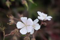 Geranium pratense 'Marshmallow' (8075_0.jpg)