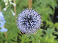 Echinops bannaticus 'Taplow Blue' Echinops bannaticus 'Taplow Blue' (8101_0.jpg)