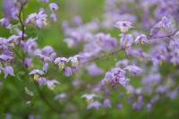 Thalictrum delavayi 'Hinckley' (8221_0.jpg)