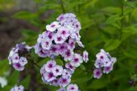 Phlox 'Swirly Burly' (8236_0.jpg)