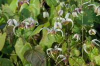 Epimedium 'Jean O'Neill' (8258_0.jpg)