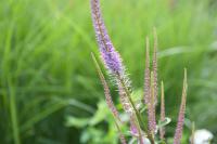 Veronicastrum virginicum 'Willemijntje' (8265_0.jpg)