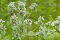 Pycnanthemum curvipes Pycnanthemum curvipes (8270_0.jpg)
