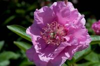 Paeonia 'Carnation Bouquet' (8278_0.jpg)