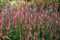 Persicaria amplexicaulis 'Fascination' (8283_0.jpg)