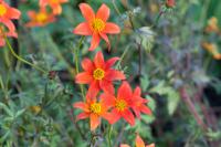 Bidens ferulifolia 'Painted Red' (8291_0.jpg)