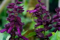 Salvia 'Go Go Purple' (8296_0.jpg)