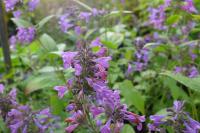 Nepeta 'Weinheim Big Blue' (8305_0.jpg)