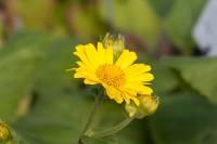 Doronicum pardalianches (8334_0.jpg)