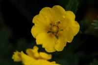 Potentilla 'Mont d'Or' (8343_0.jpg)