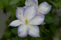 Clematis 'Lucky Charm' (8373_0.jpg)