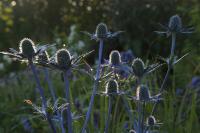 Eryngium 'Jos Eijking' (8392_0.jpg)