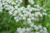 Parthenium integrifolium (8433_0.jpg)