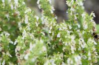 Teucrium chamaedrys 'Album' Teucrium chamaedrys 'Album' (8438_0.jpg)