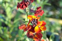 Erysimum cheiri 'Blood Red Covent Garden' Erysimum cheiri 'Blood Red Covent Garden' (8440_0.jpg)