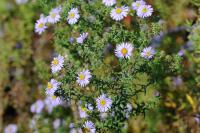 Aster amethystinus 'Freiburg' (8442_0.jpg)