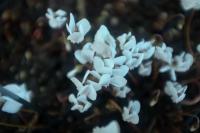 Cyclamen hederifolium (8449_0.jpg)