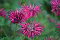 Monarda 'Fireball' Monarda 'Fireball' (8466_0.jpg)