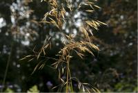 Stipa gigantea (848_0.jpg)