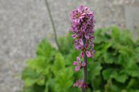 Francoa sonchifolia 'Pink Giant' (8510_0.jpg)