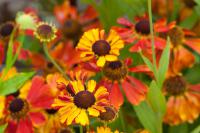 Helenium 'Mardi Gras' (8533_0.jpg)