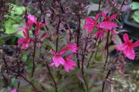 Lobelia 'Fan Starship Deep Rose' (8538_0.jpg)