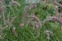 Pennisetum orientale 'Karley Rose' (8583_0.jpg)