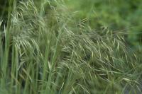 Stipa gigantea Stipa gigantea (8584_0.jpg)