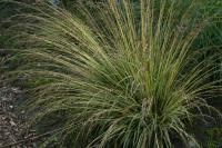 Molinia caerulea 'Variegata' Molinia caerulea 'Variegata' (8585_0.jpg)