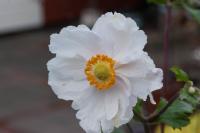 Anemone 'Dreaming Swan' (8592_0.jpg)