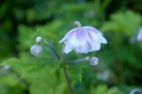 Anemone 'Ruffled Swan' (8595_0.jpg)