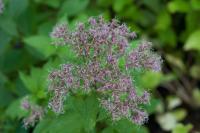 Eupatorium 'Phantom' (8611_0.jpg)