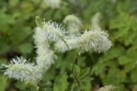 Sanguisorba albiflora (8633_0.jpg)