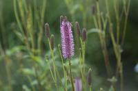 Sanguisorba 'Blackthorn' (8635_0.jpg)